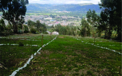 Lotes en La Paccha – Cajamarca